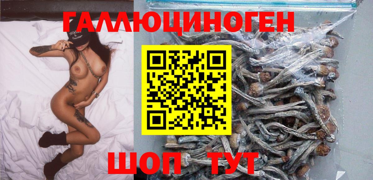 купить закладку  Псилоцибиновые грибы Psilocybe  Вход с VPN  Верхняя Пышма 