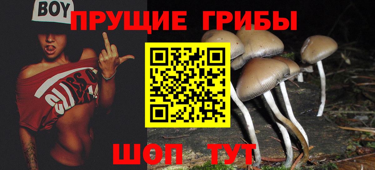 Галлюциногенные грибы Psilocybe Верхняя Пышма
